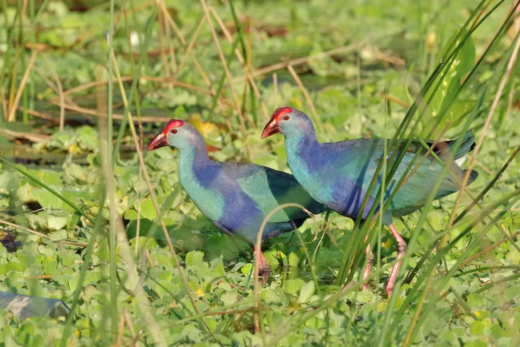 紫水鸡(Porphyrio poliocephalus)