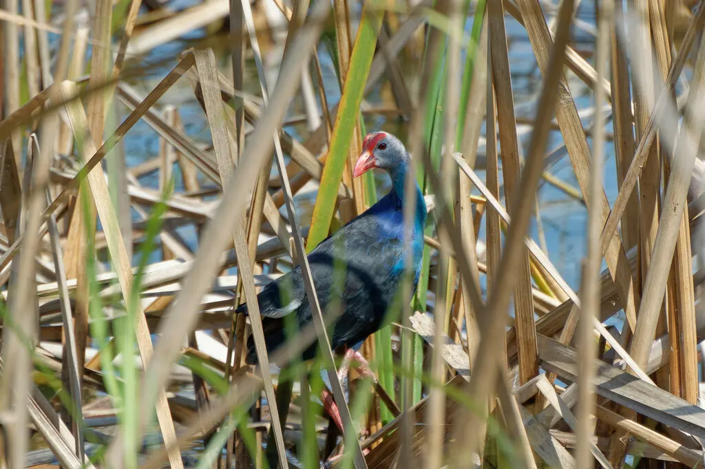 紫水鸡(Porphyrio poliocephalus)