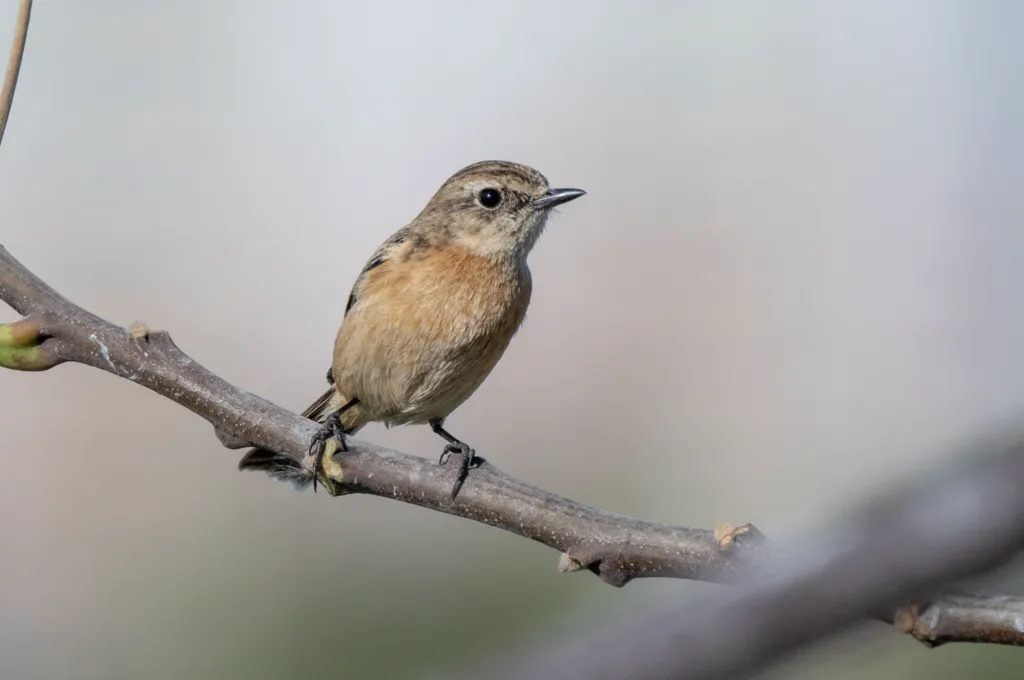 东亚石䳭(Saxicola stejnegeri)