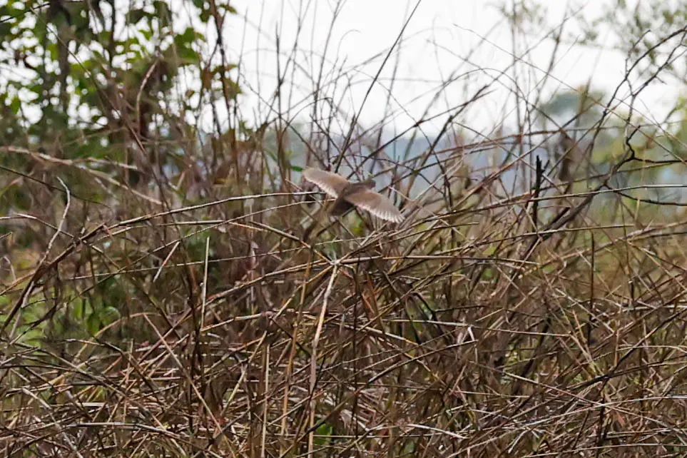 非洲蓝鹑(Synoicus adansonii)