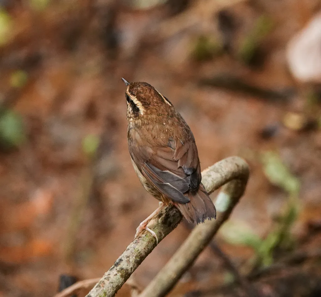 鳞头树莺(Urosphena squameiceps)