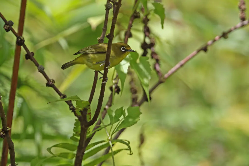 布鲁绣眼鸟(Zosterops buruensis)