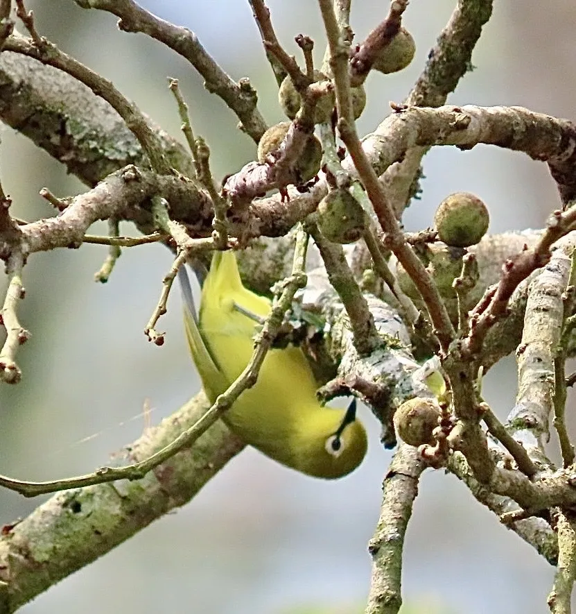 安哥拉绣眼鸟(Zosterops kasaicus)